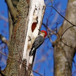 Red Bellied Woodpecker